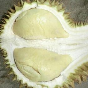 Bibit Durian Namlung Pohon Petaling Tapanuli Tengah