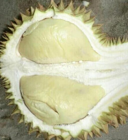 Bibit Durian Namlung Pohon Petaling Tapanuli Tengah