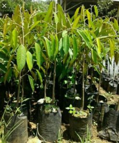 Bibit Durian Namlung Pohon Petaling Teluk Bintuni