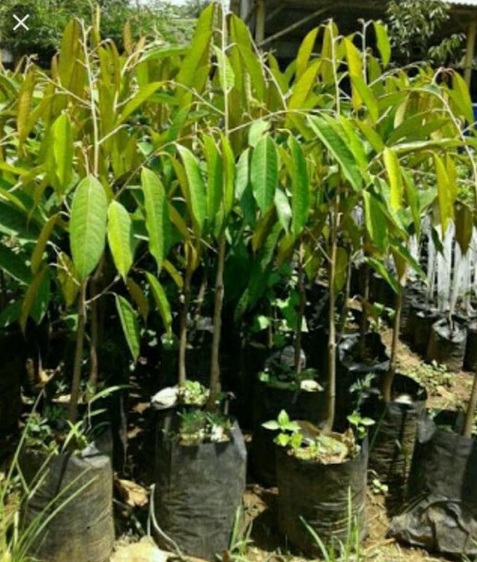 Gambar Produk Bibit Durian Namlung Pohon Petaling Teluk Bintuni
