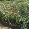 Bibit Durian Namlung Pohon Petaling Terbaru Banjarbaru