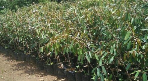 Bibit Durian Namlung Pohon Petaling Terbaru Banjarbaru