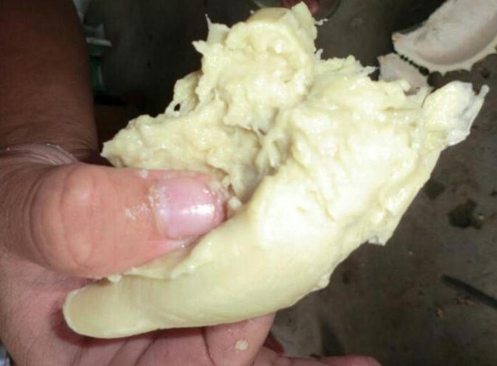 Gambar Produk Bibit Durian Namlung Pohon Petaling Terbaru Nias