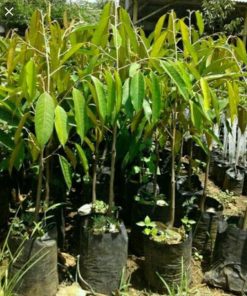 Bibit Durian Namlung Pohon Petaling Terbaru Sidoarjo