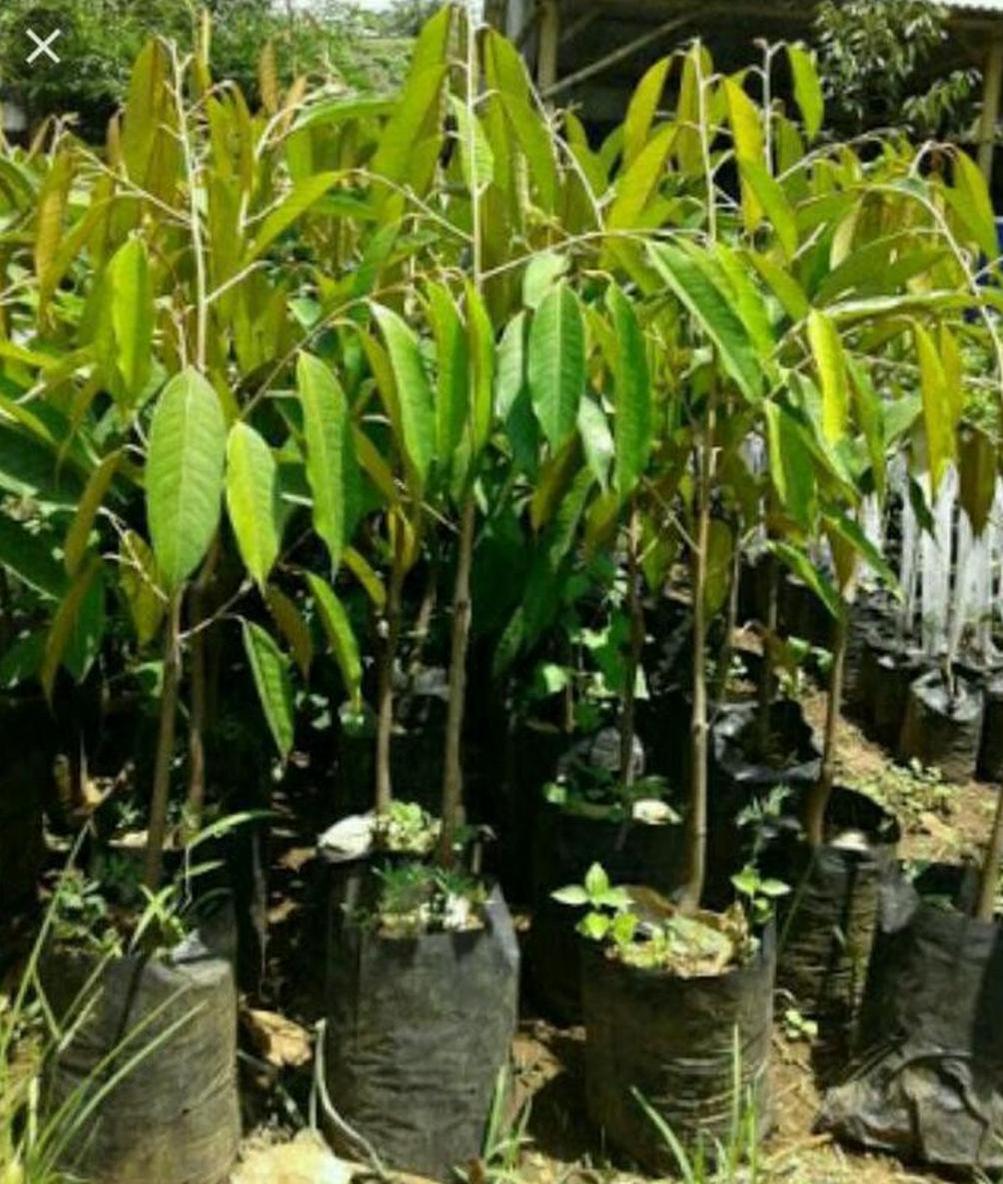 Gambar Produk Bibit Durian Namlung Pohon Petaling Terbaru Sidoarjo