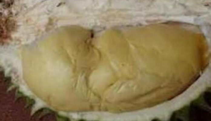 Bibit Durian Namlung Pohon Sumbawa Barat