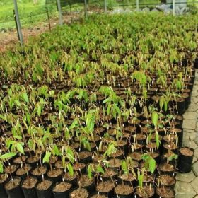 Bibit Durian Namlung Premium Super Tembaga Kerinci