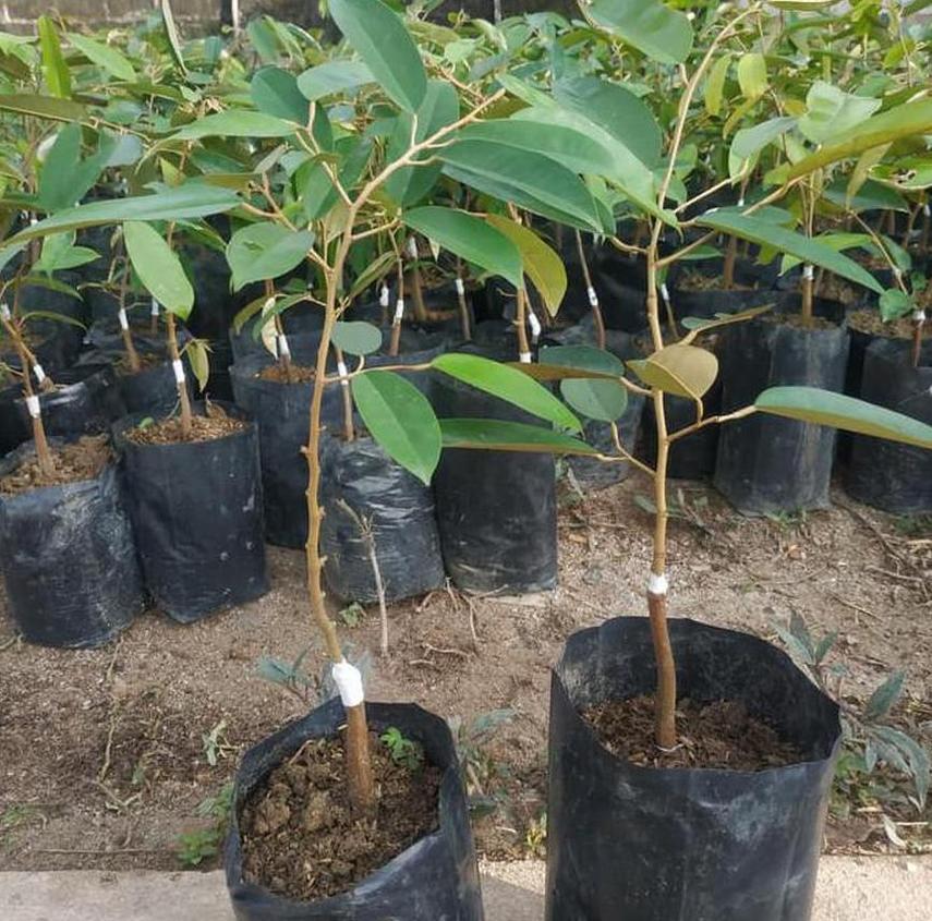 Gambar Produk Bibit Durian Namlung Ru Dan Super Tembaga Terbaru Intan Jaya