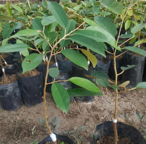 Bibit Durian Namlung Ru Dan Super Tembaga Terbaru Kolaka Utara