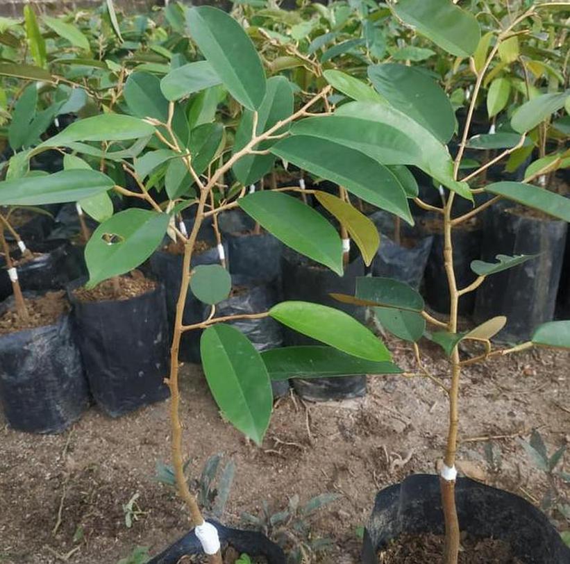 Gambar Produk Bibit Durian Namlung Ru Dan Super Tembaga Terbaru Kolaka Utara