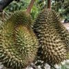 Bibit Durian Namlung Simalungun