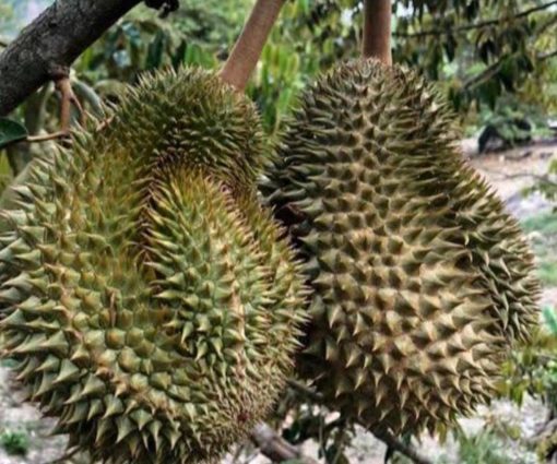 Bibit Durian Namlung Simalungun