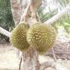 Bibit Durian Namlung Tanaman Buah Simalungun