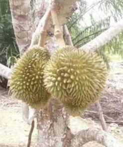 Bibit Durian Namlung Tanaman Buah Simalungun
