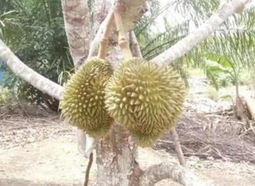 Bibit Durian Namlung Terbaik Super Tembaga Lombok Timur
