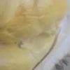 Bibit Durian Namlung Tnm Cumasi Super Murung Raya