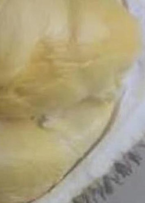 Bibit Durian Namlung Tnm Cumasi Super Murung Raya
