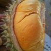 bibit durian ochee duri hitam Kalimantan Utara