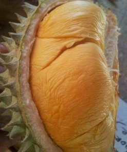 bibit durian ochee duri hitam Kalimantan Utara