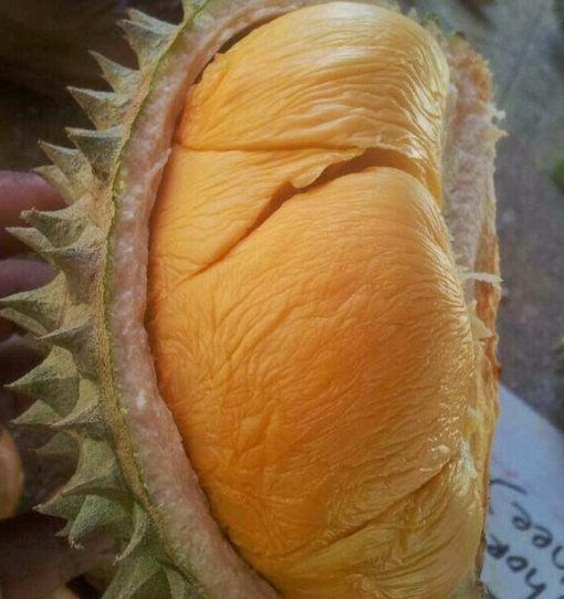 bibit durian ochee duri hitam Kalimantan Utara