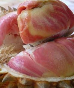 bibit durian pelangi Banten