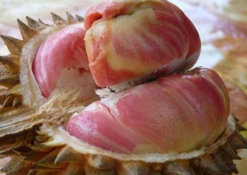 bibit durian pelangi Banten