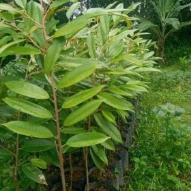 Bibit Durian Super Tembaga Bangka Asli Okulasi Cepat Berbuah Sawahlunto