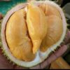 Bibit Durian Super Tembaga Bangka Okulasi Cepat Berbuah Pesawaran
