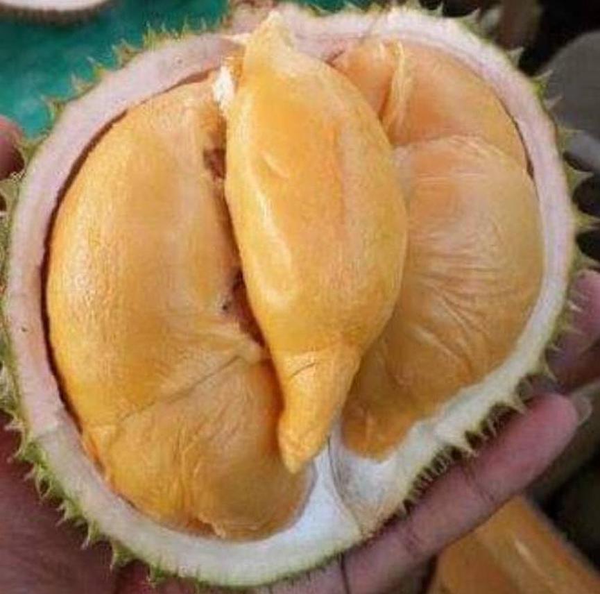 Gambar Produk Bibit Durian Super Tembaga Bangka Okulasi Cepat Buah - Agrotani Balangan