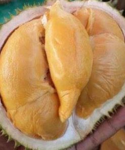 Bibit Durian Super Tembaga Bangka Okulasi Cepat Buah Manado