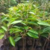 Bibit Durian Super Tembaga Bangka Okulasi Cepat Buah Serdang Bedagai