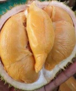 Bibit Durian Super Tembaga Bangka Terbaik Okulasi Cepat Buah Biak Numfor