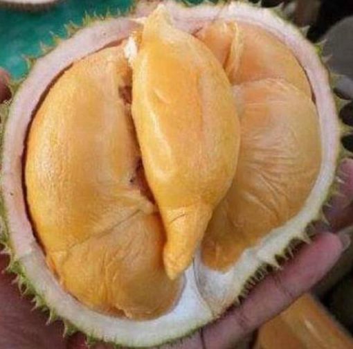 Bibit Durian Super Tembaga Bangka Terbaik Okulasi Cepat Buah Biak Numfor