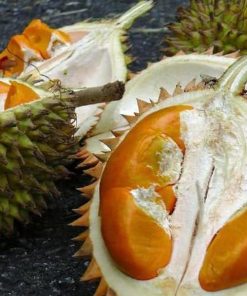 Bibit Durian Super Tembaga Buah Tanaman Karanganyar