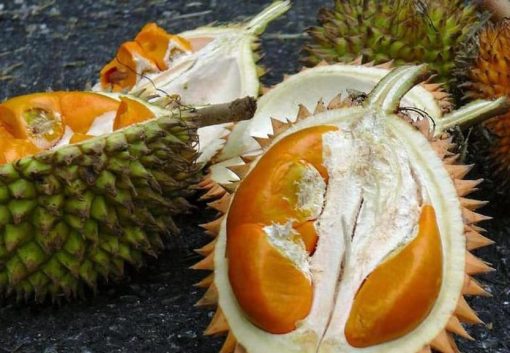 Bibit Durian Super Tembaga Buah Tanaman Karanganyar