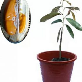 Bibit Durian Super Tembaga Lho Bangli