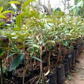 Bibit Durian Unggul Bawor Banyumas Murah Mojokerto