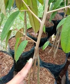 Bibit Durian Unggul Bawor Kaki Tiga Tanjung Balai