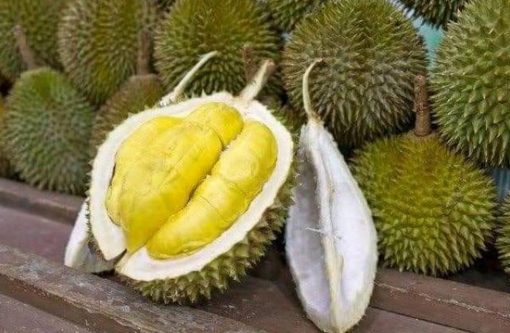 Bibit Durian Unggul Cod Montong Luar Jawa Wajib Order Surat Saat Checkout Brebes