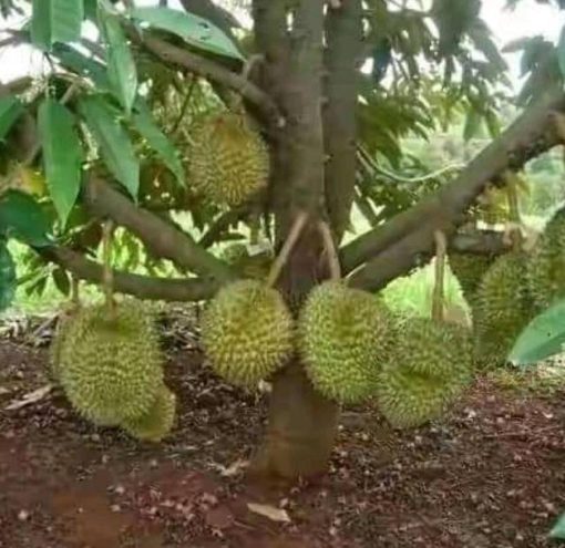 Bibit Durian Unggul Cod Montong Luar Jawa Wajib Order Surat Saat Checkout Padang Lawas Utara