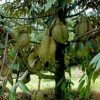Bibit Durian Unggul Kane Cane Ngawi