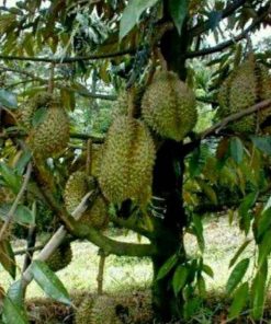 Bibit Durian Unggul Kane Cane Ngawi