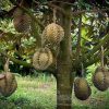 Bibit Durian Unggul Montong Bisa Berbuah Dalam Tabulampot Kuantan Singingi