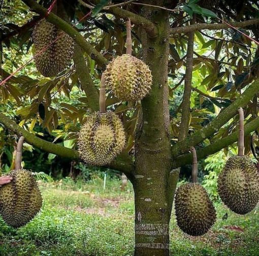 Bibit Durian Unggul Montong Bisa Berbuah Dalam Tabulampot Kuantan Singingi