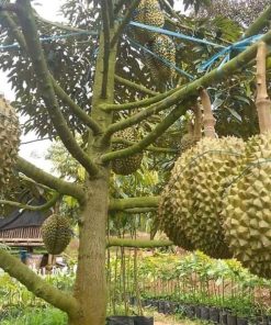 Bibit Durian Unggul Montong Bisa Berbuah Dalam Tabulampot Minahasa Utara