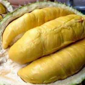Bibit Durian Unggul Montong Hasil Okulasi Cepat Berbuah Dharmasraya