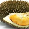 Bibit Durian Unggul Montong Murah Musangking Bawor Tanah Datar