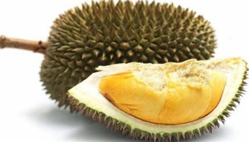 Bibit Durian Unggul Montong Murah Musangking Bawor Tanah Datar