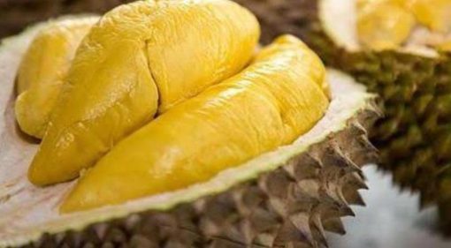 Bibit Durian Unggul Montong Super Jumbo Cepat Berbuah Jepara