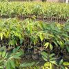 Bibit Durian Unggul Montong Superhasil Okulasi Sawahlunto